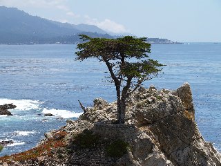 17-mile drive - lone cypress