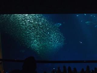 2013 Summer Monterey (1)