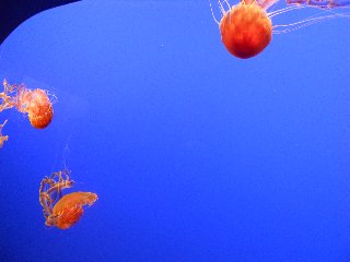 monterey - aquarium 002