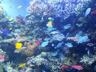 monterey - aquarium 003